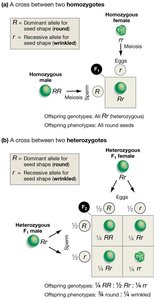 Punnett square for monohybrid cross