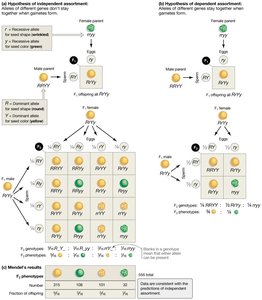Punnett square for dihybrid cross
