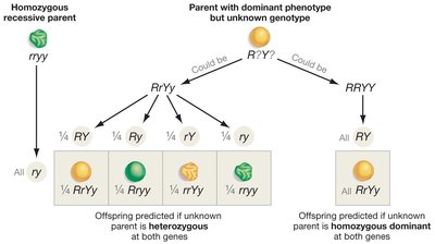 Testcross diagram for two genes