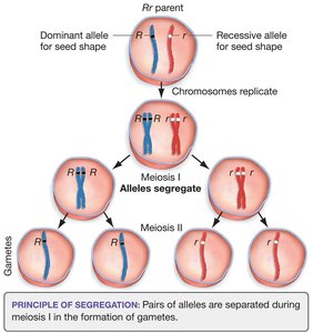 Meiosis and segregation of alleles