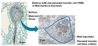 Embryo and placental transfer cell in Marchantia