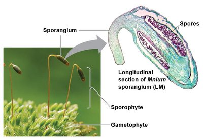 Sporangium and spores in moss