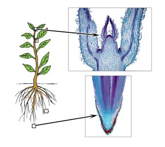 Apical meristem regions in plant roots and shoots