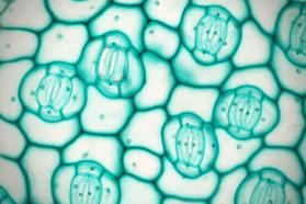 Microscopic view of stomata