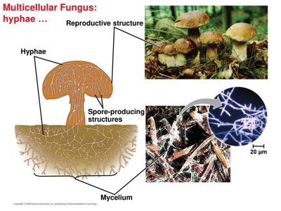 Structure of multicellular fungus and mycelium
