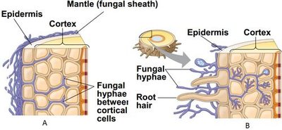 Diagram of mycorrhizal associations