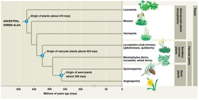 Phylogenetic tree of major plant lineages