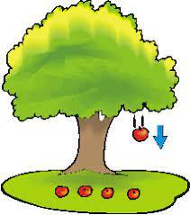 Gravity acting on a tree and its fruit