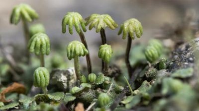 Liverworts