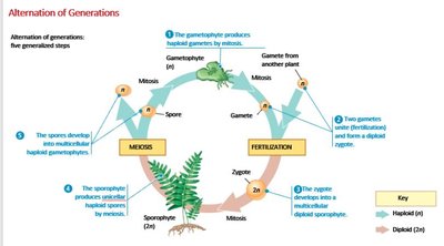 Diagram of alternation of generations in plants
