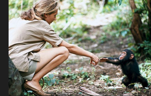 Jane Goodall with a chimpanzee, illustrating reproductive isolation between humans and chimps
