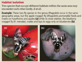 Habitat isolation in Rhagoletis flies