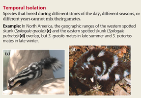Temporal isolation in spotted skunks