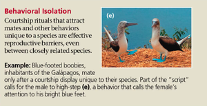 Behavioral isolation in blue-footed boobies