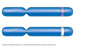 Diagram of homologous chromosomes with different alleles at the same locus