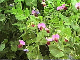 Pea plants with purple flowers