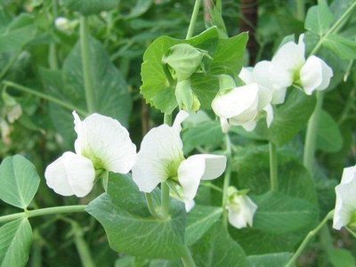Pea plants with white flowers