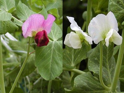 Comparison of purple and white pea flowers