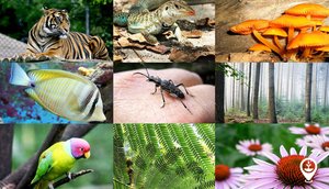 Examples of biodiversity: animals, plants, fungi, and ecosystems