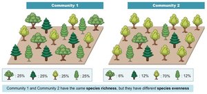 Diagram showing species richness and evenness in two communities