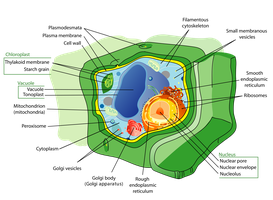 Labeled diagram of a plant cell showing cell wall, plasma membrane, nucleus, vacuole, and other organelles