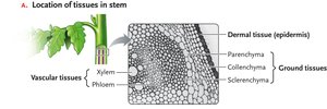 Cross-section of a plant stem showing dermal, ground, and vascular tissues