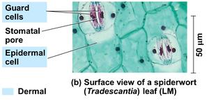 Surface view of a leaf epidermis showing guard cells and stomatal pores