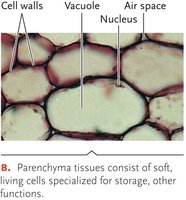 Collenchyma tissue with unevenly thickened primary cell walls