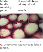 Sclerenchyma tissue with thick secondary walls