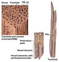 Diagram of phloem showing sieve tube elements and companion cells