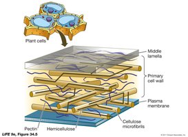 Diagram showing the structure of the plant cell wall, including middle lamella, primary cell wall, and cellulose microfibrils