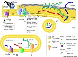 Biochemical pathways and enzymes involved in plant cell wall synthesis