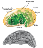 Diagram of a chloroplast showing thylakoids, stroma, and membranes