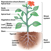 Diagram of a flowering plant showing shoot and root systems, and major organs