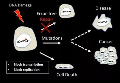 DNA damage outcomes: repair, mutation, disease, cancer