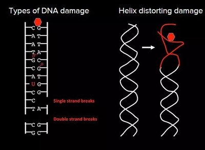 Types of DNA damage and helix distortion