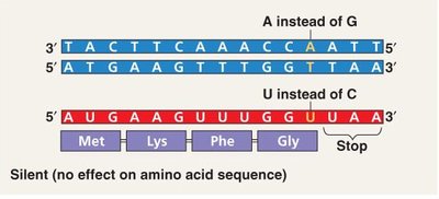 Silent mutation example
