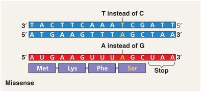 Missense mutation example