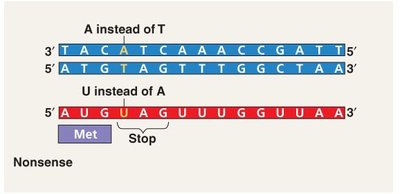 Nonsense mutation example