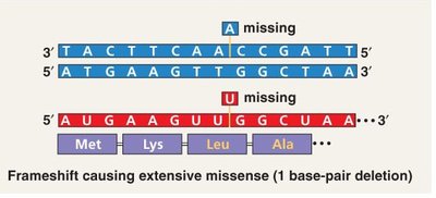 Frameshift mutation example