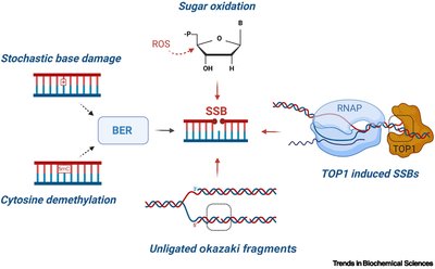 Single-strand break repair pathways