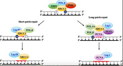 Short-patch and long-patch repair mechanisms