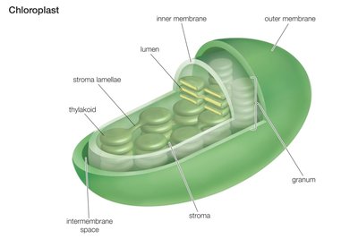 Structure of a chloroplast