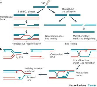Homologous recombination and end joining pathways