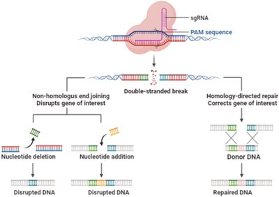 CRISPR-Cas9 genome editing and repair outcomes