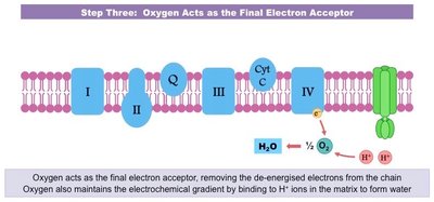 Oxygen as the final electron acceptor in the ETC