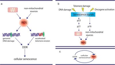 ROS and cellular senescence pathways