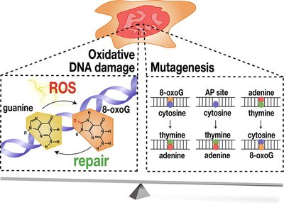 Oxidative DNA damage and mutagenesis