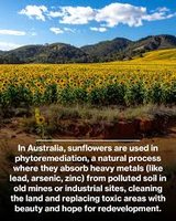 Sunflowers used in phytoremediation to absorb heavy metals from soil