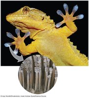 Gecko foot showing van der Waals interactions